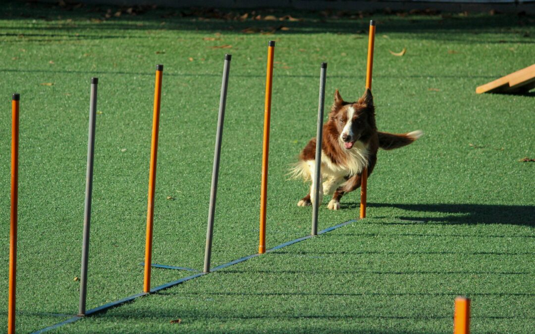 51. Agility & Adaptability