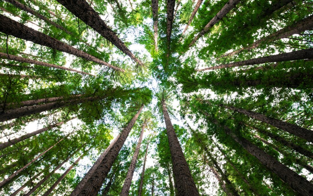 DYK- Sustainable Industry