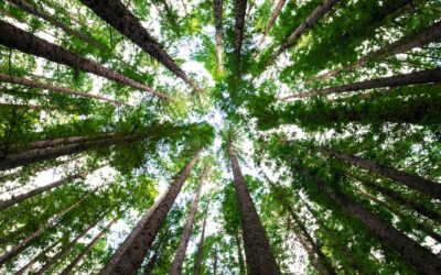 DYK- Sustainable Industry