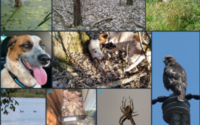 Animals of the Northshore