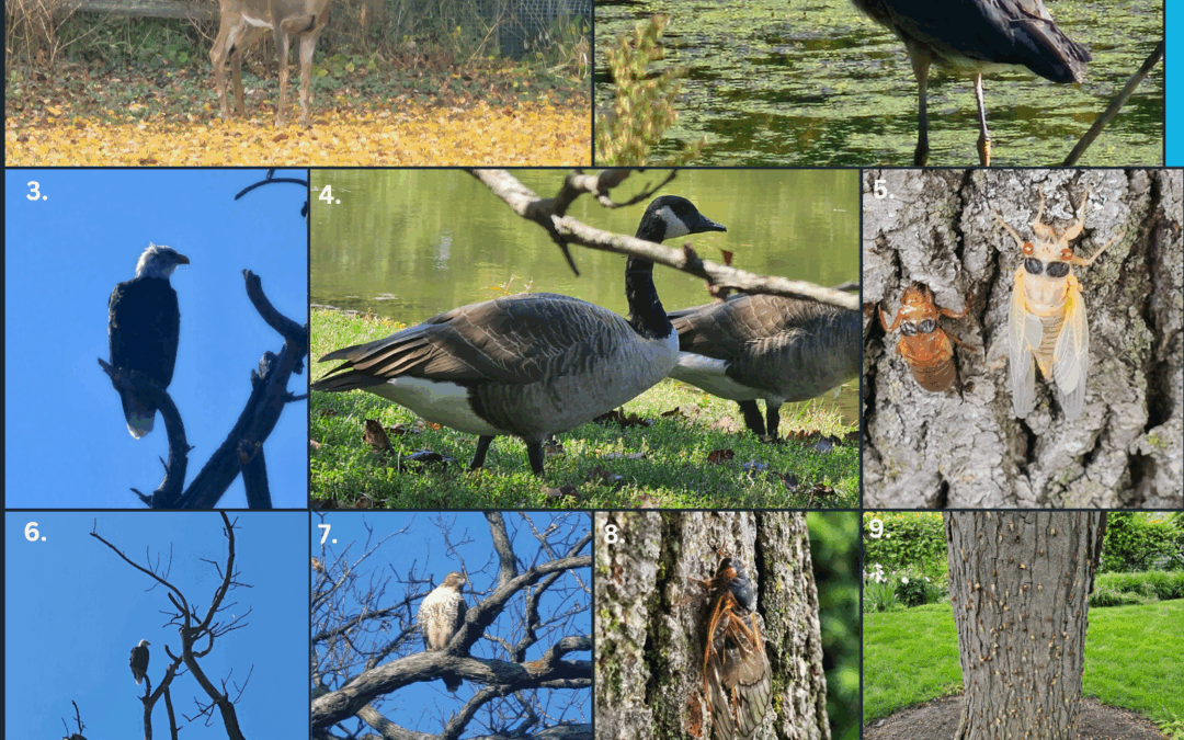 BM: Animals of Northshore (Multiple years)