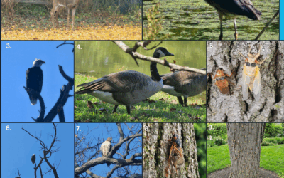 BM: Animals of Northshore (Multiple years)