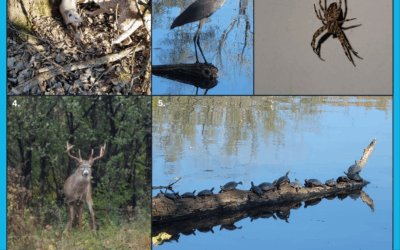 BM: Northsore Animals (1992 – 2023)